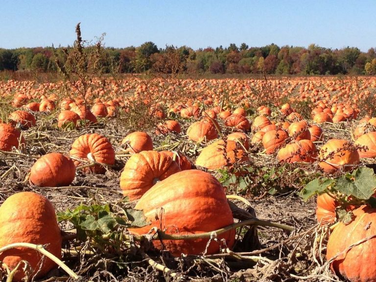 The 10 Best Pumpkin Patches In The Usa