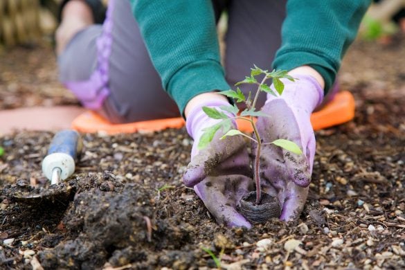 planting tomato seedlings in garden