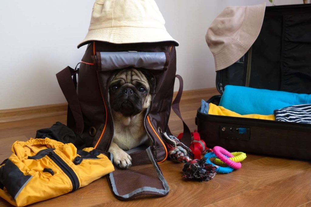 Choosing the right carry-on bag for your dog pug in carryon with suitcase hats jacket and dog toys